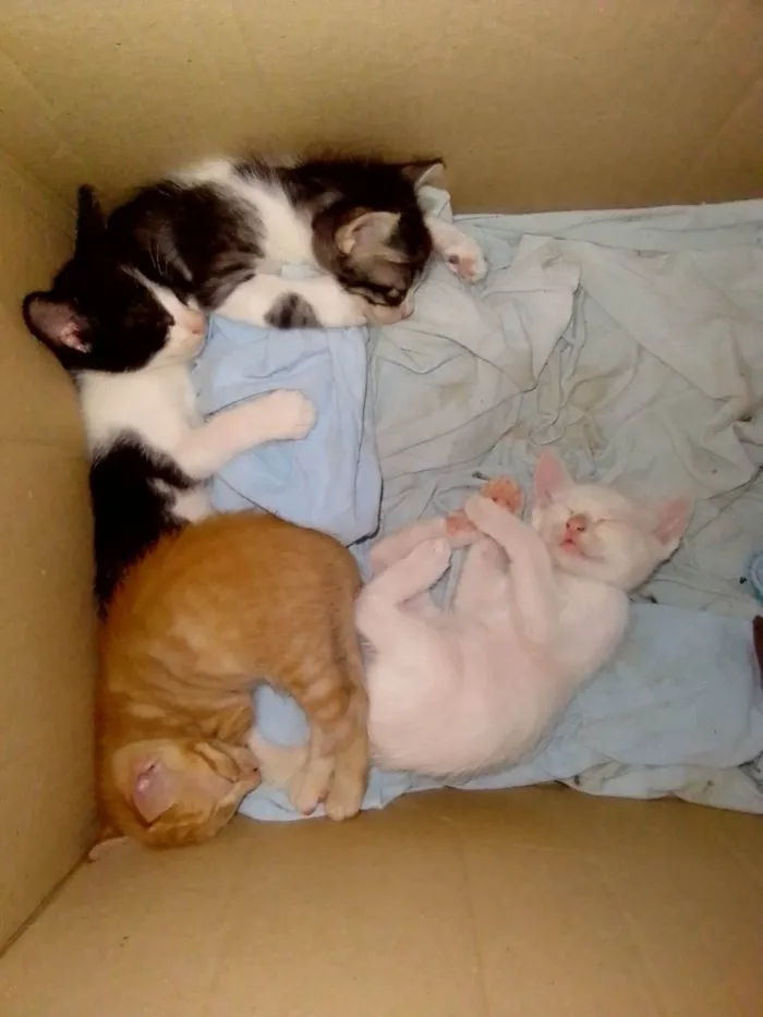 Gato ra a SRD-ViraLata idade 2 a 6 meses nome Sem nome