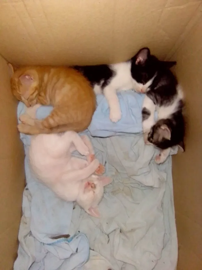 Gato ra a SRD-ViraLata idade 2 a 6 meses nome Sem nome