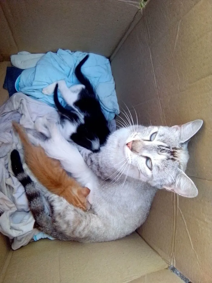 Gato ra a SRD-ViraLata idade 2 a 6 meses nome Sem nome
