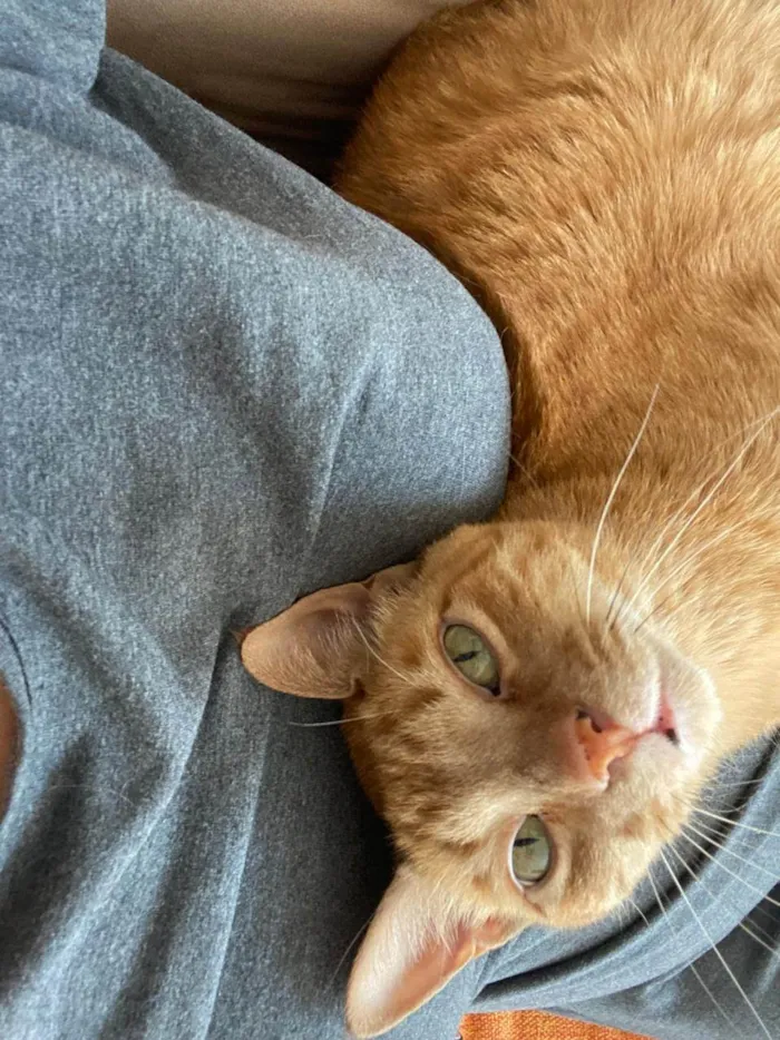 Gato ra a SRD-ViraLata idade 6 ou mais anos nome Boteco