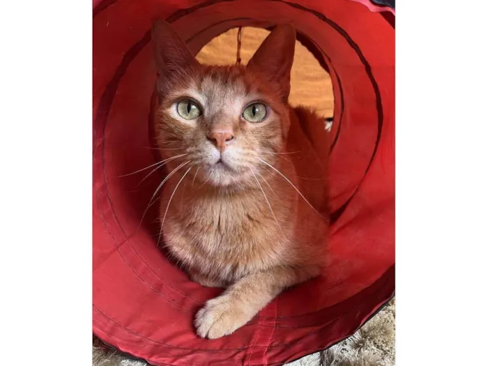 Gato ra a SRD-ViraLata idade 6 ou mais anos nome Boteco