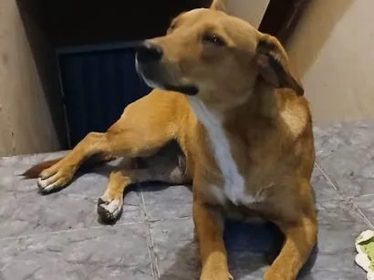 Cachorro raça SRD-ViraLata idade 7 a 11 meses nome Sem nome