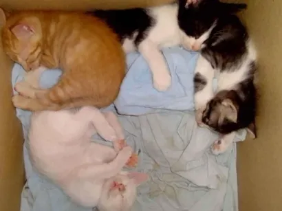 Gato raça SRD-ViraLata idade 2 a 6 meses nome Sem nome