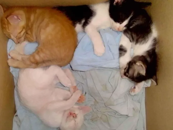 Gato ra a SRD-ViraLata idade 2 a 6 meses nome Sem nome