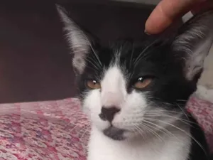 Gato raça SRD-ViraLata idade 2 a 6 meses nome Débora Cristina Rossatti 