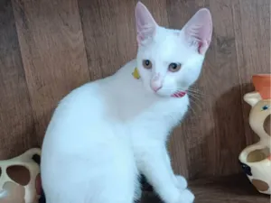 Gato raça SRD-ViraLata idade 2 a 6 meses nome Floquinho