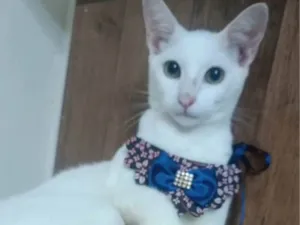 Gato raça SRD-ViraLata idade 2 a 6 meses nome Nick 