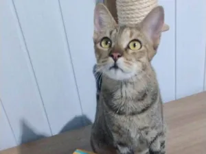 Gato raça SRD-ViraLata idade 7 a 11 meses nome Magali