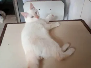Gato raça SRD-ViraLata idade 7 a 11 meses nome Nuvem