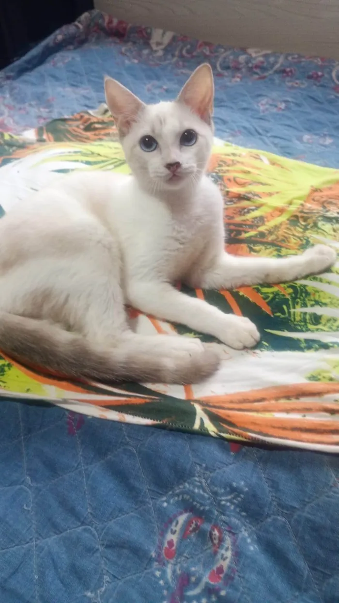 Gato ra a SRD-ViraLata idade 2 a 6 meses nome Dimy