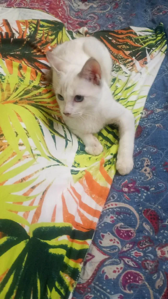 Gato ra a SRD-ViraLata idade 2 a 6 meses nome Dimy