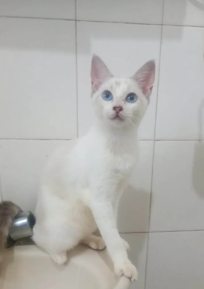 Gato ra a SRD-ViraLata idade 2 a 6 meses nome Dimy