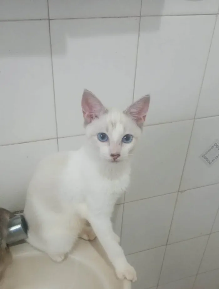 Gato ra a SRD-ViraLata idade 2 a 6 meses nome Dimy