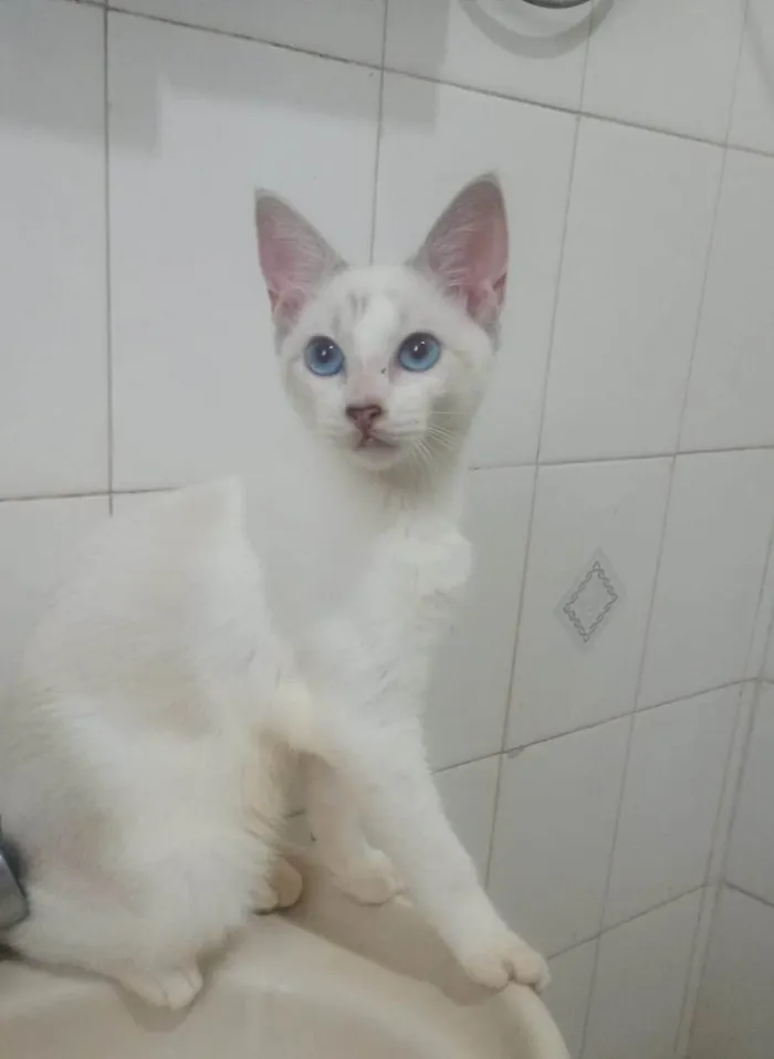Gato ra a SRD-ViraLata idade 2 a 6 meses nome Dimy