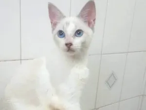 Gato raça SRD-ViraLata idade 2 a 6 meses nome Dimy