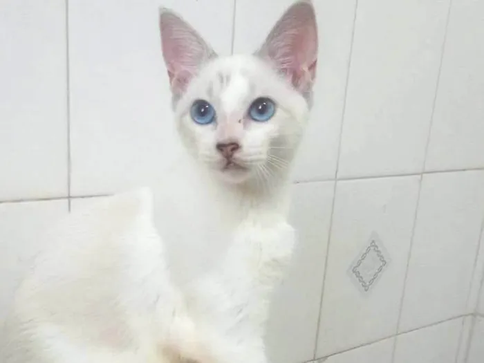Gato ra a SRD-ViraLata idade 2 a 6 meses nome Dimy