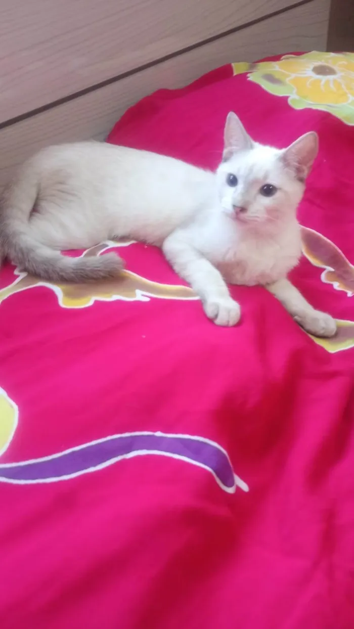 Gato ra a SRD-ViraLata idade 2 a 6 meses nome Clark