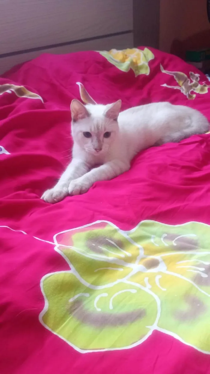 Gato ra a SRD-ViraLata idade 2 a 6 meses nome Clark