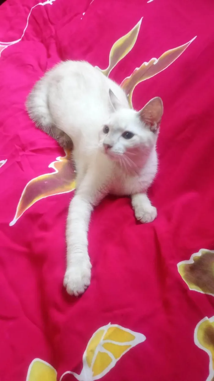 Gato ra a SRD-ViraLata idade 2 a 6 meses nome Clark