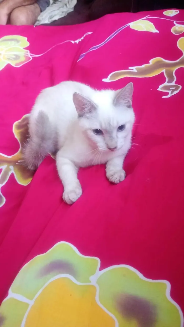 Gato ra a SRD-ViraLata idade 2 a 6 meses nome Clark