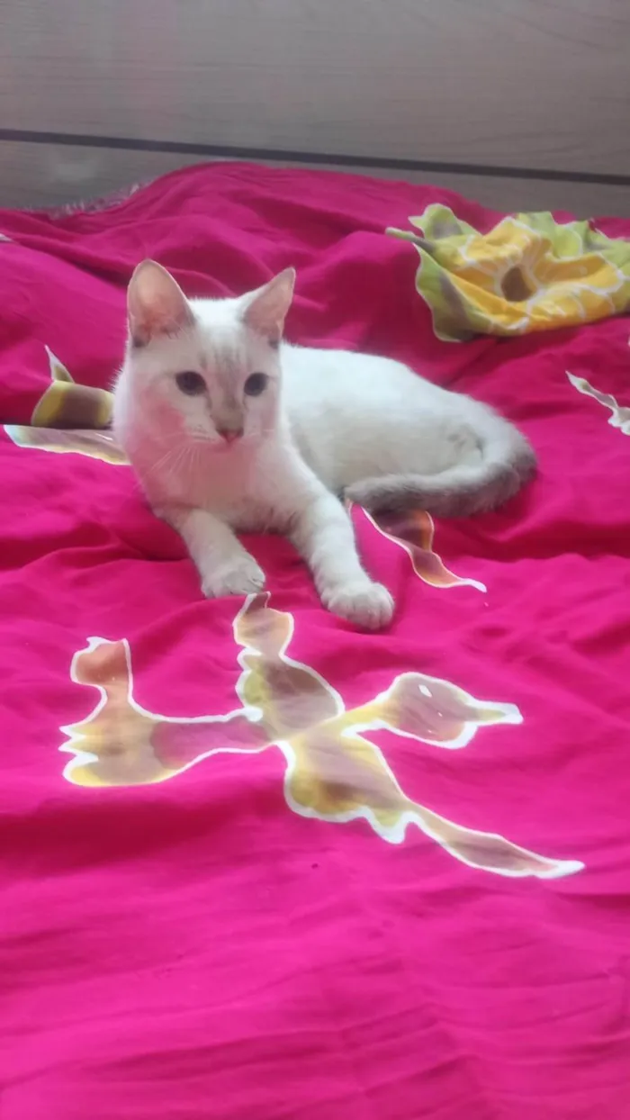 Gato ra a SRD-ViraLata idade 2 a 6 meses nome Clark