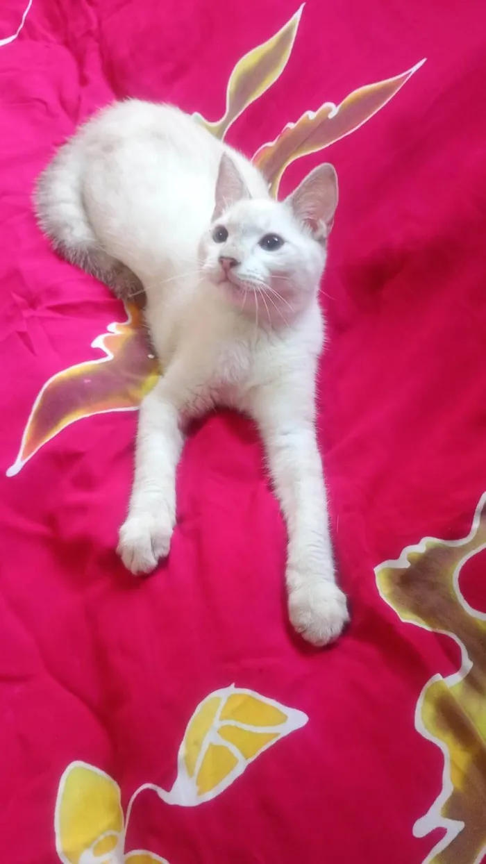 Gato ra a SRD-ViraLata idade 2 a 6 meses nome Clark