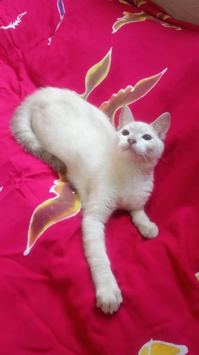 Gato ra a SRD-ViraLata idade 2 a 6 meses nome Clark
