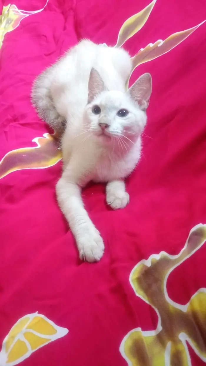 Gato ra a SRD-ViraLata idade 2 a 6 meses nome Clark