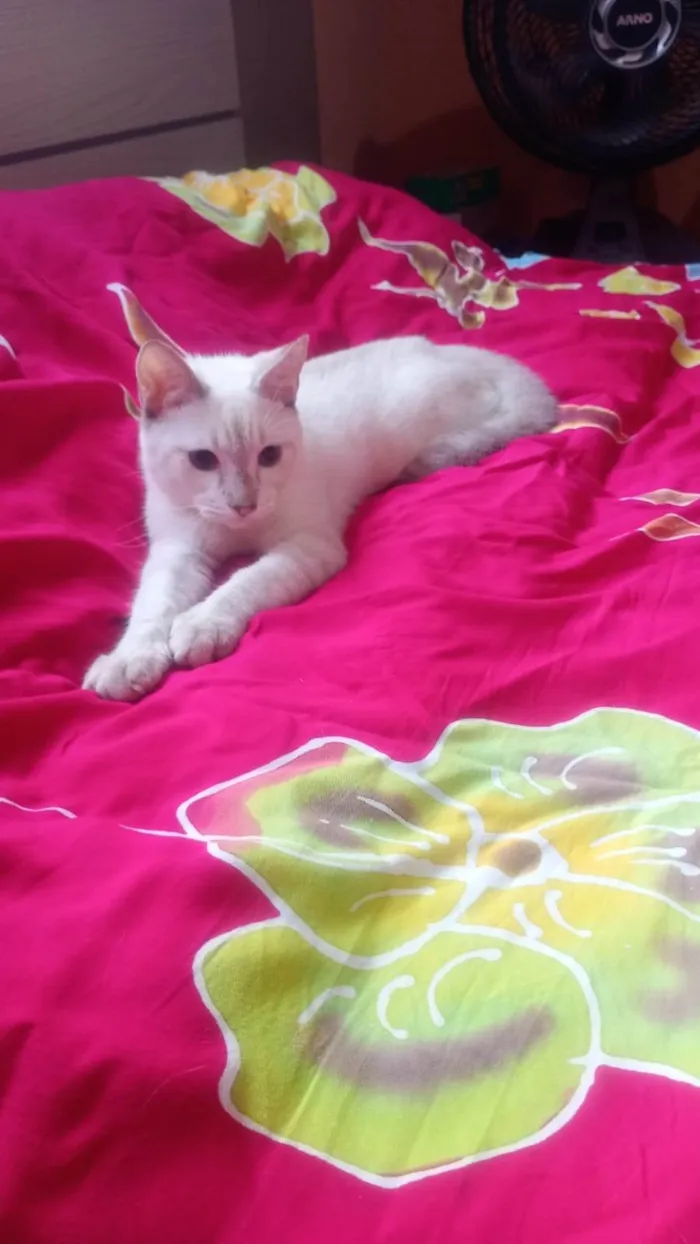 Gato ra a SRD-ViraLata idade 2 a 6 meses nome Clark