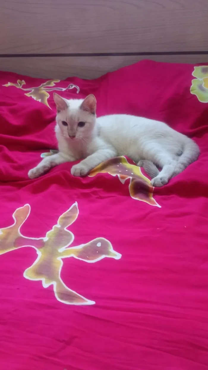 Gato ra a SRD-ViraLata idade 2 a 6 meses nome Clark