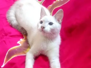 Gato raça SRD-ViraLata idade 2 a 6 meses nome Clark