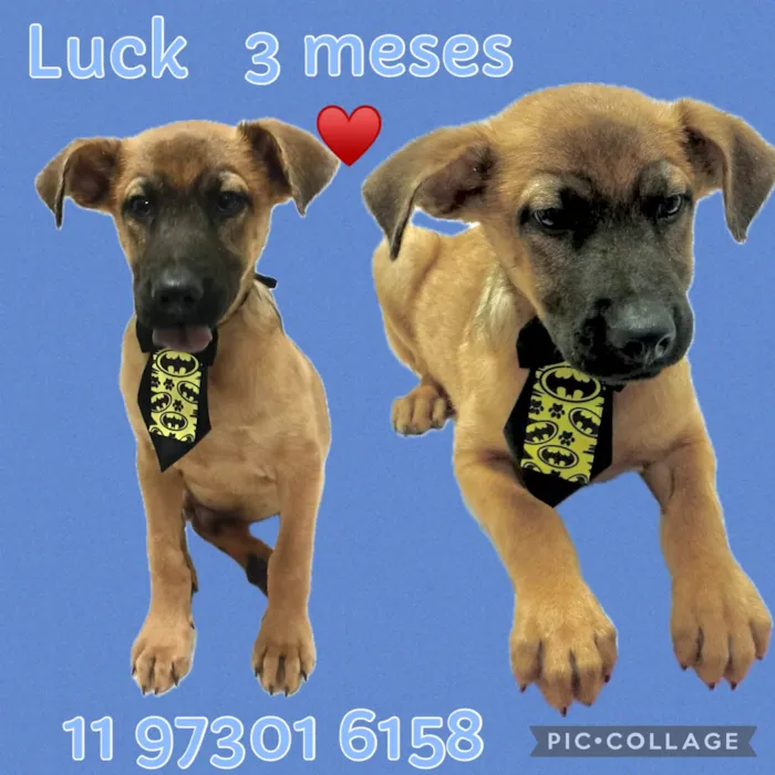 Cachorro ra a SRD-ViraLata idade 2 a 6 meses nome Luck