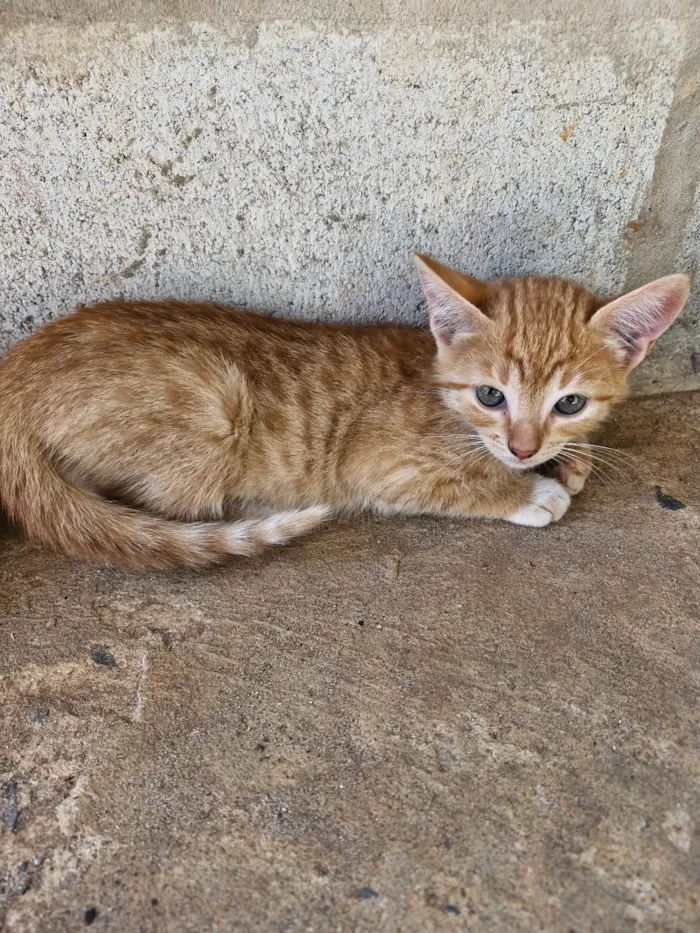 Gato ra a SRD-ViraLata idade 2 a 6 meses nome Não tem nome ainda 