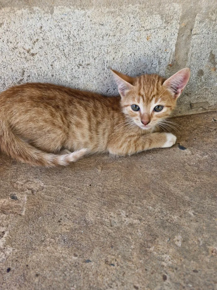 Gato ra a SRD-ViraLata idade 2 a 6 meses nome Não tem nome ainda 