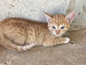 Gato raça SRD-ViraLata idade 2 a 6 meses nome Não tem nome ainda 