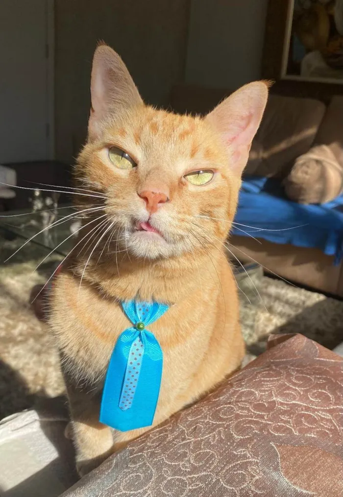 Gato ra a SRD-ViraLata idade 6 ou mais anos nome Boteco
