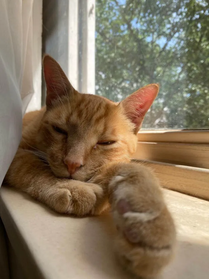 Gato ra a SRD-ViraLata idade 6 ou mais anos nome Boteco