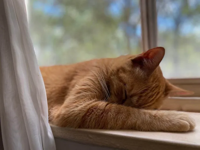 Gato ra a SRD-ViraLata idade 6 ou mais anos nome Boteco