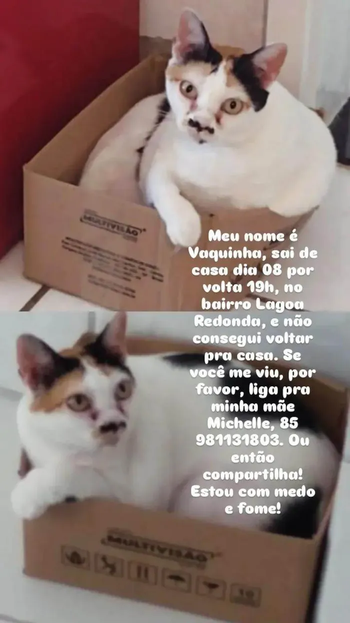 Gato ra a SRD-ViraLata idade 6 ou mais anos nome Vaca