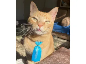 Gato raça SRD-ViraLata idade 6 ou mais anos nome Boteco