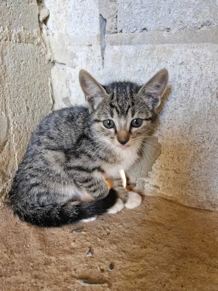 Gato ra a SRD-ViraLata idade 2 a 6 meses nome Sem nome 