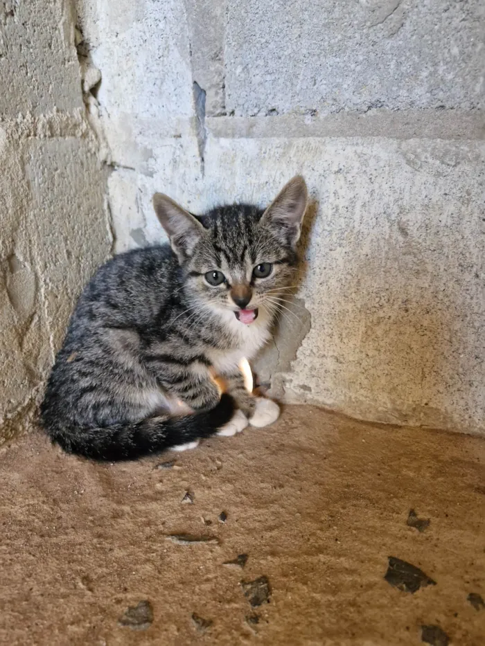 Gato ra a SRD-ViraLata idade 2 a 6 meses nome Sem nome 