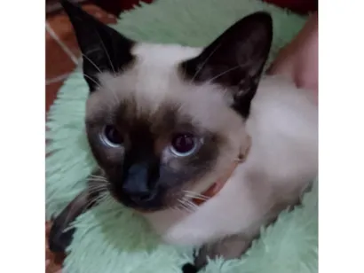 Gato raça Siamês idade 2 a 6 meses nome Luke