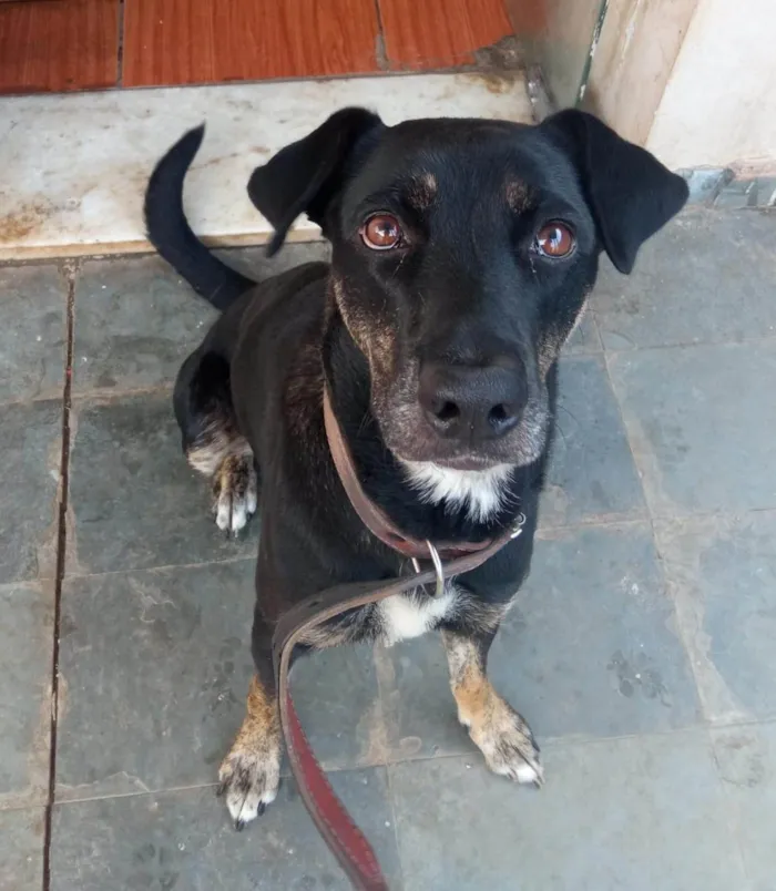 Cachorro ra a SRD-ViraLata idade 5 anos nome Gamora