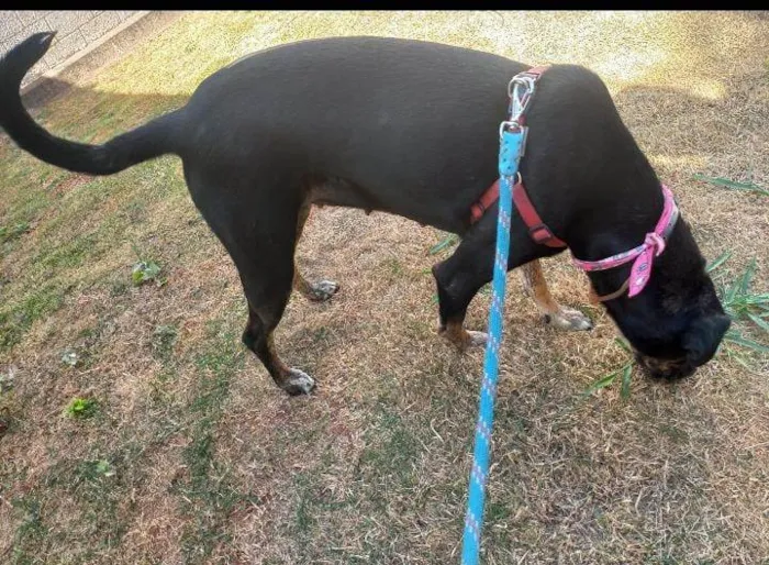 Cachorro ra a SRD-ViraLata idade 5 anos nome Gamora