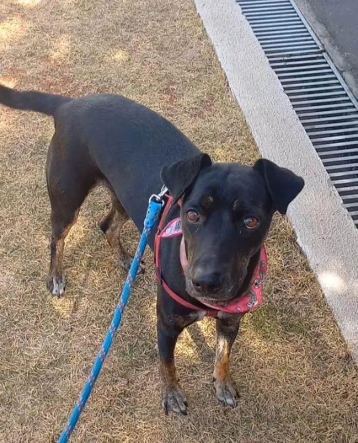 Cachorro ra a SRD-ViraLata idade 5 anos nome Gamora