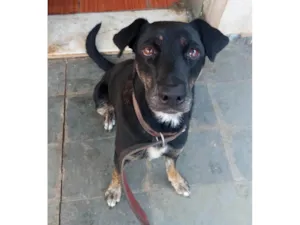 Cachorro raça SRD-ViraLata idade 5 anos nome Gamora