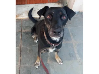 Cachorro raça SRD-ViraLata idade 5 anos nome Gamora