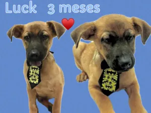 Cachorro raça SRD-ViraLata idade 2 a 6 meses nome Luck