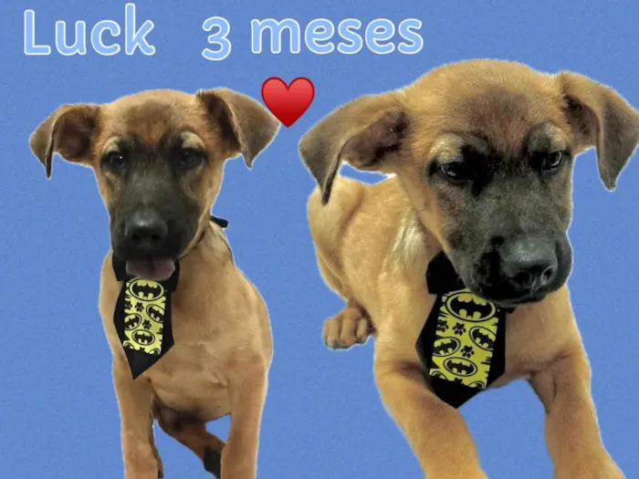 Cachorro ra a SRD-ViraLata idade 2 a 6 meses nome Luck